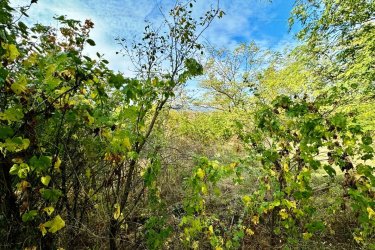 Eladó belterületi építési telek Vác-Deákváron!

Vác Deákváron a Papvölgy dűlőben, eladásra kínálok 1620 m2-es belterületi, beépítetlen, örök panorámás telket.
Az Lke-1 besorolású telek a Papvölgyi útról nyíló Mazsola utcában található. 

A maximális beépíthetőség 20%, 5 méteres magassággal. 
A földúton megközelíthető telket bokrok szegélyezik, így a terület megritkítása a leendő tulajdonosra vár. 
Közmű ellátottság szempontjából a villany és a víz bevezethető a szomszédból, ahol több hétvégi ház, lakóingatlan található.
Ajánlom olyan mezőgazdasági vállalkozónak, aki szeretne itt kis tanyát kialakítani, állatokat tenyészteni vagy növénytermesztéssel foglalkozni.

Irányár: 23. 900. 000.-Ft

Miért érdemes Vácra költözni?

Hétvégi kirándulások kiinduló pontja (kerékpár túra a Duna-kanyarban, gyalog túra a Börzsönyben ). Számos neves sportegyesület van Vácon (kézilabda, labdarúgás, evezés stb.) Kitűnő iskolák működnek a városban ( 17 óvoda, köztük egy Waldorf, 10 általános iskola, 9 középiskola, a Boronkay Gimnázium országos hírnévre tett szert és 3 főiskola ). A jó oktatáson túl a súlyponti kórház, remek munkalehetőség, Budapest közelsége és tömegközlekedési kapcsolata ( három vonat megy a Nyugatiba óránként, fél órás menetidővel ) teszi vonzóvá Vácot, Budapest irányából könnyen megközelíthető autóval az M2-es autóúton és a 2-es főúton, a Nyugati pályaudvarról 25 perc alatt zónázó vonatokkal a MÁV 70-es számú Budapest Vác Szob-vasútvonalán, autóbuszon vagy biciklivel a Duna mellett futó Budapest-Szob kerékpárúton, nyáron pedig a Budapest és Esztergom között közlekedő kirándulóhajókkal is. A Dunán egész évben közlekedő rév köti össze Tahitótfaluval, így Esztergom vagy Szentendre felől is megközelíthető a város. Amióta megépült a 2 A út (M2 autópálya), a Budapest Ipolyság Krakkó útvonal elkerüli a várost.

Tel: 06-70-558-1160
Tel: 06-20-942-1124