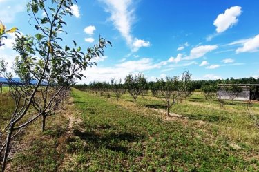 Eladó Sződ határában, 150000 m2-es mezőgazdasági terület.

Sződ határában, közel a Samsung napelem park területéhez, 150. 000 m2-es, több célú mezőgazdasági terület ELADÓ!

Eladásra kínálok Budapesttől 25 km-re M2 ( 2/A ) autópálya mellett a GÖDI lehajtójánál a Samsung gyárral szemben, egy helyrajzi számon lévő 150.000 m2-es, Má-1 besorolású övezetbe, elsődlegesen szántóföldi művelésű nagy telkes árutermelő hasznosítású területet.

Jelenlegi beépíthetőség 3%.

Az egy helyrajzi számú 150 Hektáros területen, az elmúlt évek során:
5 hektáron, bekerített területen 80 m2-es faépítésű gazdasági épület található és termő diófák és szilvafák lettek beültetve.
4. 5 hektáron, bekerített területen termő gyümölcsös (cseresznye, kajszi barack) található.

3. 5 hektár bekerítetlen zöld terület (szántó) pihentetve.

Továbbá
2 hektár erdő (30 éves akácfa kitermelhető.
A mezőgazdasági területen fúrt kút lett kialakítva.

Az Má-1 jelű övezetben a legalább:
a) 10 hektár területű szántó művelési ágba sorolt,


b) 1 hektár területű gyümölcsös és kert művelési ágba sorolt,
minimum 50 m széles telken kizárólag gazdasági épület (termény- és géptároló, feldolgozó
üzem, állattartást szolgáló épület) helyezhető el.


A szomszédos telkek már át lettek minősítve GIP-3 gazdasági- ipari övezetté.
A szomszéd területen napelem park található.
Az ingatlan átminősítése után alkalmas lehet, olyan gazdasági tevékenységi célú épületek elhelyezésére, szolgáltatások szervezett létrehozására és működtetésére.

A mezőgazdasági terület kiváló elhelyezkedése révén, gépkocsival és tömegközlekedéssel is elérhető, Budapest irányából megközelíthető a 2-es főúton és az m2 (régi nevén 2/A)

Irányár: 320.000.000.-Ft

További információért és a megtekintéssel kapcsolatban, várom megtisztelő hívását!
Amiben még segíteni tudok:
- ha a vásárláshoz még el kell adnia ingatlanát
- energetikai tanúsítvány készítése 72 órán belül
- ingyenes hitelügyintézés
- jogi háttér
- földhivatali ügyintézés
- értékbecslés, piaci ármeghatározás
- költöztetés, lomtalanítás
- ajánlatok küldése e-mailben országos adatbázisból.

Tel: +36705581160