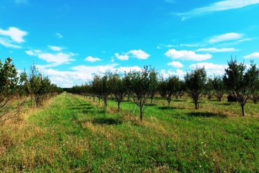 Eladó Sződ határában, 150000 m2-es mezőgazdasági terület.

Sződ határában, közel a Samsung napelem park területéhez, 150. 000 m2-es, több célú mezőgazdasági terület ELADÓ!

Eladásra kínálok Budapesttől 25 km-re M2 ( 2/A ) autópálya mellett a GÖDI lehajtójánál a Samsung gyárral szemben, egy helyrajzi számon lévő 150.000 m2-es, Má-1 besorolású övezetbe, elsődlegesen szántóföldi művelésű nagy telkes árutermelő hasznosítású területet.

Jelenlegi beépíthetőség 3%.

Az egy helyrajzi számú 150 Hektáros területen, az elmúlt évek során:
5 hektáron, bekerített területen 80 m2-es faépítésű gazdasági épület található és termő diófák és szilvafák lettek beültetve.
4. 5 hektáron, bekerített területen termő gyümölcsös (cseresznye, kajszi barack) található.

3. 5 hektár bekerítetlen zöld terület (szántó) pihentetve.

Továbbá
2 hektár erdő (30 éves akácfa kitermelhető.
A mezőgazdasági területen fúrt kút lett kialakítva.

Az Má-1 jelű övezetben a legalább:
a) 10 hektár területű szántó művelési ágba sorolt,


b) 1 hektár területű gyümölcsös és kert művelési ágba sorolt,
minimum 50 m széles telken kizárólag gazdasági épület (termény- és géptároló, feldolgozó
üzem, állattartást szolgáló épület) helyezhető el.


A szomszédos telkek már át lettek minősítve GIP-3 gazdasági- ipari övezetté.
A szomszéd területen napelem park található.
Az ingatlan átminősítése után alkalmas lehet, olyan gazdasági tevékenységi célú épületek elhelyezésére, szolgáltatások szervezett létrehozására és működtetésére.

A mezőgazdasági terület kiváló elhelyezkedése révén, gépkocsival és tömegközlekedéssel is elérhető, Budapest irányából megközelíthető a 2-es főúton és az m2 (régi nevén 2/A)

Irányár: 320.000.000.-Ft

További információért és a megtekintéssel kapcsolatban, várom megtisztelő hívását!
Amiben még segíteni tudok:
- ha a vásárláshoz még el kell adnia ingatlanát
- energetikai tanúsítvány készítése 72 órán belül
- ingyenes hitelügyintézés
- jogi háttér
- földhivatali ügyintézés
- értékbecslés, piaci ármeghatározás
- költöztetés, lomtalanítás
- ajánlatok küldése e-mailben országos adatbázisból.

Tel: +36705581160