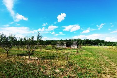 Eladó Sződ határában, 150000 m2-es mezőgazdasági terület.

Sződ határában, közel a Samsung napelem park területéhez, 150. 000 m2-es, több célú mezőgazdasági terület ELADÓ!

Eladásra kínálok Budapesttől 25 km-re M2 ( 2/A ) autópálya mellett a GÖDI lehajtójánál a Samsung gyárral szemben, egy helyrajzi számon lévő 150.000 m2-es, Má-1 besorolású övezetbe, elsődlegesen szántóföldi művelésű nagy telkes árutermelő hasznosítású területet.

Jelenlegi beépíthetőség 3%.

Az egy helyrajzi számú 150 Hektáros területen, az elmúlt évek során:
5 hektáron, bekerített területen 80 m2-es faépítésű gazdasági épület található és termő diófák és szilvafák lettek beültetve.
4. 5 hektáron, bekerített területen termő gyümölcsös (cseresznye, kajszi barack) található.

3. 5 hektár bekerítetlen zöld terület (szántó) pihentetve.

Továbbá
2 hektár erdő (30 éves akácfa kitermelhető.
A mezőgazdasági területen fúrt kút lett kialakítva.

Az Má-1 jelű övezetben a legalább:
a) 10 hektár területű szántó művelési ágba sorolt,


b) 1 hektár területű gyümölcsös és kert művelési ágba sorolt,
minimum 50 m széles telken kizárólag gazdasági épület (termény- és géptároló, feldolgozó
üzem, állattartást szolgáló épület) helyezhető el.


A szomszédos telkek már át lettek minősítve GIP-3 gazdasági- ipari övezetté.
A szomszéd területen napelem park található.
Az ingatlan átminősítése után alkalmas lehet, olyan gazdasági tevékenységi célú épületek elhelyezésére, szolgáltatások szervezett létrehozására és működtetésére.

A mezőgazdasági terület kiváló elhelyezkedése révén, gépkocsival és tömegközlekedéssel is elérhető, Budapest irányából megközelíthető a 2-es főúton és az m2 (régi nevén 2/A)

Irányár: 320.000.000.-Ft

További információért és a megtekintéssel kapcsolatban, várom megtisztelő hívását!
Amiben még segíteni tudok:
- ha a vásárláshoz még el kell adnia ingatlanát
- energetikai tanúsítvány készítése 72 órán belül
- ingyenes hitelügyintézés
- jogi háttér
- földhivatali ügyintézés
- értékbecslés, piaci ármeghatározás
- költöztetés, lomtalanítás
- ajánlatok küldése e-mailben országos adatbázisból.

Tel: +36705581160