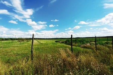 Eladó Sződ határában, 150000 m2-es mezőgazdasági terület.

Sződ határában, közel a Samsung napelem park területéhez, 150. 000 m2-es, több célú mezőgazdasági terület ELADÓ!

Eladásra kínálok Budapesttől 25 km-re M2 ( 2/A ) autópálya mellett a GÖDI lehajtójánál a Samsung gyárral szemben, egy helyrajzi számon lévő 150.000 m2-es, Má-1 besorolású övezetbe, elsődlegesen szántóföldi művelésű nagy telkes árutermelő hasznosítású területet.

Jelenlegi beépíthetőség 3%.

Az egy helyrajzi számú 150 Hektáros területen, az elmúlt évek során:
5 hektáron, bekerített területen 80 m2-es faépítésű gazdasági épület található és termő diófák és szilvafák lettek beültetve.
4. 5 hektáron, bekerített területen termő gyümölcsös (cseresznye, kajszi barack) található.

3. 5 hektár bekerítetlen zöld terület (szántó) pihentetve.

Továbbá
2 hektár erdő (30 éves akácfa kitermelhető.
A mezőgazdasági területen fúrt kút lett kialakítva.

Az Má-1 jelű övezetben a legalább:
a) 10 hektár területű szántó művelési ágba sorolt,


b) 1 hektár területű gyümölcsös és kert művelési ágba sorolt,
minimum 50 m széles telken kizárólag gazdasági épület (termény- és géptároló, feldolgozó
üzem, állattartást szolgáló épület) helyezhető el.


A szomszédos telkek már át lettek minősítve GIP-3 gazdasági- ipari övezetté.
A szomszéd területen napelem park található.
Az ingatlan átminősítése után alkalmas lehet, olyan gazdasági tevékenységi célú épületek elhelyezésére, szolgáltatások szervezett létrehozására és működtetésére.

A mezőgazdasági terület kiváló elhelyezkedése révén, gépkocsival és tömegközlekedéssel is elérhető, Budapest irányából megközelíthető a 2-es főúton és az m2 (régi nevén 2/A)

Irányár: 320.000.000.-Ft

További információért és a megtekintéssel kapcsolatban, várom megtisztelő hívását!
Amiben még segíteni tudok:
- ha a vásárláshoz még el kell adnia ingatlanát
- energetikai tanúsítvány készítése 72 órán belül
- ingyenes hitelügyintézés
- jogi háttér
- földhivatali ügyintézés
- értékbecslés, piaci ármeghatározás
- költöztetés, lomtalanítás
- ajánlatok küldése e-mailben országos adatbázisból.

Tel: +36705581160