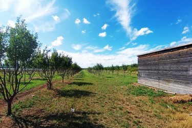 Eladó Sződ határában, 150000 m2-es mezőgazdasági terület.

Sződ határában, közel a Samsung napelem park területéhez, 150. 000 m2-es, több célú mezőgazdasági terület ELADÓ!

Eladásra kínálok Budapesttől 25 km-re M2 ( 2/A ) autópálya mellett a GÖDI lehajtójánál a Samsung gyárral szemben, egy helyrajzi számon lévő 150.000 m2-es, Má-1 besorolású övezetbe, elsődlegesen szántóföldi művelésű nagy telkes árutermelő hasznosítású területet.

Jelenlegi beépíthetőség 3%.

Az egy helyrajzi számú 150 Hektáros területen, az elmúlt évek során:
5 hektáron, bekerített területen 80 m2-es faépítésű gazdasági épület található és termő diófák és szilvafák lettek beültetve.
4. 5 hektáron, bekerített területen termő gyümölcsös (cseresznye, kajszi barack) található.

3. 5 hektár bekerítetlen zöld terület (szántó) pihentetve.

Továbbá
2 hektár erdő (30 éves akácfa kitermelhető.
A mezőgazdasági területen fúrt kút lett kialakítva.

Az Má-1 jelű övezetben a legalább:
a) 10 hektár területű szántó művelési ágba sorolt,


b) 1 hektár területű gyümölcsös és kert művelési ágba sorolt,
minimum 50 m széles telken kizárólag gazdasági épület (termény- és géptároló, feldolgozó
üzem, állattartást szolgáló épület) helyezhető el.


A szomszédos telkek már át lettek minősítve GIP-3 gazdasági- ipari övezetté.
A szomszéd területen napelem park található.
Az ingatlan átminősítése után alkalmas lehet, olyan gazdasági tevékenységi célú épületek elhelyezésére, szolgáltatások szervezett létrehozására és működtetésére.

A mezőgazdasági terület kiváló elhelyezkedése révén, gépkocsival és tömegközlekedéssel is elérhető, Budapest irányából megközelíthető a 2-es főúton és az m2 (régi nevén 2/A)

Irányár: 320.000.000.-Ft

További információért és a megtekintéssel kapcsolatban, várom megtisztelő hívását!
Amiben még segíteni tudok:
- ha a vásárláshoz még el kell adnia ingatlanát
- energetikai tanúsítvány készítése 72 órán belül
- ingyenes hitelügyintézés
- jogi háttér
- földhivatali ügyintézés
- értékbecslés, piaci ármeghatározás
- költöztetés, lomtalanítás
- ajánlatok küldése e-mailben országos adatbázisból.

Tel: +36705581160