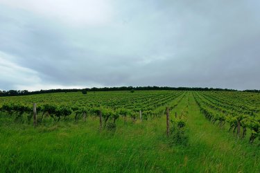 Eladásra kínálok Szendehelyen a Naszály hegy (mészkő) lábánál található, “Öreg szőlő” területen lévő, 17. 600 m2-es Zweigel fajtával beültetett szőlőterület.

A szőlő ültetvény két helyrajzi számon 5. 800 m2 (10. 13 Arany Korona értékű) valamint 11. 800 m2 (32. 64 Arany Korona értékű) egybefüggően található.

Összesen: 17. 600 m2-en.

A mezőgazdasági terület szélessége 52 méter, hosszúsága 338 méter.

A szőlős folyamatosan művelve.

Megvásárlása esetén a mezőgazdasági területekre vonatkozó szabályok vonatkoznak.

Mivel a terület nagysága eléri az 1 hektárt, így az végzettség és gazdálkodói igazolvány szükséges a megvásárlásához!

A terület jellemzői:

Szendehely, a Felső-Magyarország Borrégióhoz tartozik, ezen belül pedig a Mátrai borvidékhez.
A többi régióhoz képest itt hűvösebb a klíma, kevesebb a csapadék és változatos a talajadottság, ami a borok frissességét, gyümölcsös illatát eredményezi.

Ajánlom olyan személynek vagy kisebb vállalkozásnak, aki szőlőműveléssel szeretne foglalkozni.

REMEK LEHETŐSÉG!

Ár: 5. 500. 000.-Ft

További információért és a megtekintéssel kapcsolatban, várom megtisztelő hívását!

Amiben még segíteni tudok:

- ha a vásárláshoz még el kell adnia ingatlanát
- energetikai tanúsítvány készítése 72 órán belül
- ingyenes hitelügyintézés
- jogi háttér
- földhivatali ügyintézés
- értékbecslés, piaci ármeghatározás
- költöztetés, lomtalanítás
- ajánlatok küldése e-mailben országos adatbázisból.


Tel: +36705581160


