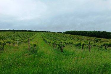 Eladásra kínálok Szendehelyen a Naszály hegy (mészkő) lábánál található, “Öreg szőlő” területen lévő, 17. 600 m2-es Zweigel fajtával beültetett szőlőterület.

A szőlő ültetvény két helyrajzi számon 5. 800 m2 (10. 13 Arany Korona értékű) valamint 11. 800 m2 (32. 64 Arany Korona értékű) egybefüggően található.

Összesen: 17. 600 m2-en.

A mezőgazdasági terület szélessége 52 méter, hosszúsága 338 méter.

A szőlős folyamatosan művelve.

Megvásárlása esetén a mezőgazdasági területekre vonatkozó szabályok vonatkoznak.

Mivel a terület nagysága eléri az 1 hektárt, így az végzettség és gazdálkodói igazolvány szükséges a megvásárlásához!

A terület jellemzői:

Szendehely, a Felső-Magyarország Borrégióhoz tartozik, ezen belül pedig a Mátrai borvidékhez.
A többi régióhoz képest itt hűvösebb a klíma, kevesebb a csapadék és változatos a talajadottság, ami a borok frissességét, gyümölcsös illatát eredményezi.

Ajánlom olyan személynek vagy kisebb vállalkozásnak, aki szőlőműveléssel szeretne foglalkozni.

REMEK LEHETŐSÉG!

Ár: 5. 500. 000.-Ft

További információért és a megtekintéssel kapcsolatban, várom megtisztelő hívását!

Amiben még segíteni tudok:

- ha a vásárláshoz még el kell adnia ingatlanát
- energetikai tanúsítvány készítése 72 órán belül
- ingyenes hitelügyintézés
- jogi háttér
- földhivatali ügyintézés
- értékbecslés, piaci ármeghatározás
- költöztetés, lomtalanítás
- ajánlatok küldése e-mailben országos adatbázisból.


Tel: +36705581160

