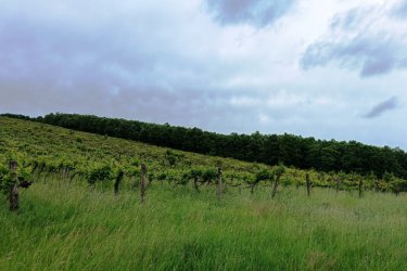 Eladásra kínálok Szendehelyen a Naszály hegy (mészkő) lábánál található, “Öreg szőlő” területen lévő, 17. 600 m2-es Zweigel fajtával beültetett szőlőterület.

A szőlő ültetvény két helyrajzi számon 5. 800 m2 (10. 13 Arany Korona értékű) valamint 11. 800 m2 (32. 64 Arany Korona értékű) egybefüggően található.

Összesen: 17. 600 m2-en.

A mezőgazdasági terület szélessége 52 méter, hosszúsága 338 méter.

A szőlős folyamatosan művelve.

Megvásárlása esetén a mezőgazdasági területekre vonatkozó szabályok vonatkoznak.

Mivel a terület nagysága eléri az 1 hektárt, így az végzettség és gazdálkodói igazolvány szükséges a megvásárlásához!

A terület jellemzői:

Szendehely, a Felső-Magyarország Borrégióhoz tartozik, ezen belül pedig a Mátrai borvidékhez.
A többi régióhoz képest itt hűvösebb a klíma, kevesebb a csapadék és változatos a talajadottság, ami a borok frissességét, gyümölcsös illatát eredményezi.

Ajánlom olyan személynek vagy kisebb vállalkozásnak, aki szőlőműveléssel szeretne foglalkozni.

REMEK LEHETŐSÉG!

Ár: 5. 500. 000.-Ft

További információért és a megtekintéssel kapcsolatban, várom megtisztelő hívását!

Amiben még segíteni tudok:

- ha a vásárláshoz még el kell adnia ingatlanát
- energetikai tanúsítvány készítése 72 órán belül
- ingyenes hitelügyintézés
- jogi háttér
- földhivatali ügyintézés
- értékbecslés, piaci ármeghatározás
- költöztetés, lomtalanítás
- ajánlatok küldése e-mailben országos adatbázisból.


Tel: +36705581160

