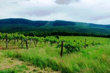 Eladásra kínálok Szendehelyen a Naszály hegy (mészkő) lábánál található, “Új föld” szőlős területen lévő, 11. 700 m2-es Zweigelt fajtával beültetett szőlőterület.

A szőlő ültetvény 11. 700 m2 (25. 93 Arany Korona értékű) mezőgazdasági területen található.
A mezőgazdasági terület szélessége 30 méter, hosszúsága 390 méter.

A szőlős folyamatosan művelve.

Megvásárlása esetén a mezőgazdasági területekre vonatkozó szabályok vonatkoznak.

Mivel a terület nagysága eléri az 1 hektárt, így az végzettség és gazdálkodói igazolvány szükséges a megvásárlásához!

A terület jellemzői:

Szendehely, a Felső-Magyarország Borrégióhoz tartozik, ezen belül pedig a Mátrai borvidékhez.
A többi régióhoz képest itt hűvösebb a klíma, kevesebb a csapadék és változatos a talajadottság, ami a borok frissességét, gyümölcsös illatát eredményezi.

Ajánlom olyan személynek vagy kisebb vállalkozásnak, aki szőlőműveléssel szeretne foglalkozni.

REMEK LEHETŐSÉG!

Ár: 4. 500. 000.-Ft     ALKU NINCS

További információért és a megtekintéssel kapcsolatban, várom megtisztelő hívását!

Amiben még segíteni tudok:

- ha a vásárláshoz még el kell adnia ingatlanát
- energetikai tanúsítvány készítése 72 órán belül
- ingyenes hitelügyintézés
- jogi háttér
- földhivatali ügyintézés
- értékbecslés, piaci ármeghatározás
- költöztetés, lomtalanítás
- ajánlatok küldése e-mailben országos adatbázisból.

Tel: +36705581160