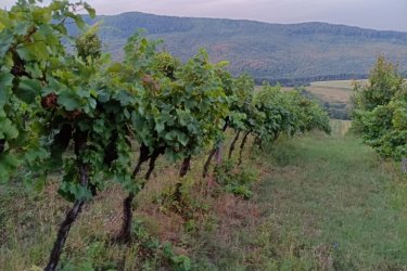Eladásra kínálok Szendehelyen a Naszály hegy (mészkő) lábánál található, “Új föld” szőlős területen lévő, 11. 700 m2-es Zweigelt fajtával beültetett szőlőterület.

A szőlő ültetvény 11. 700 m2 (25. 93 Arany Korona értékű) mezőgazdasági területen található.
A mezőgazdasági terület szélessége 30 méter, hosszúsága 390 méter.

A szőlős folyamatosan művelve.

Megvásárlása esetén a mezőgazdasági területekre vonatkozó szabályok vonatkoznak.

Mivel a terület nagysága eléri az 1 hektárt, így az végzettség és gazdálkodói igazolvány szükséges a megvásárlásához!

A terület jellemzői:

Szendehely, a Felső-Magyarország Borrégióhoz tartozik, ezen belül pedig a Mátrai borvidékhez.
A többi régióhoz képest itt hűvösebb a klíma, kevesebb a csapadék és változatos a talajadottság, ami a borok frissességét, gyümölcsös illatát eredményezi.

Ajánlom olyan személynek vagy kisebb vállalkozásnak, aki szőlőműveléssel szeretne foglalkozni.

REMEK LEHETŐSÉG!

Ár: 4. 000. 000.-Ft

További információért és a megtekintéssel kapcsolatban, várom megtisztelő hívását!

Amiben még segíteni tudok:

- ha a vásárláshoz még el kell adnia ingatlanát
- energetikai tanúsítvány készítése 72 órán belül
- ingyenes hitelügyintézés
- jogi háttér
- földhivatali ügyintézés
- értékbecslés, piaci ármeghatározás
- költöztetés, lomtalanítás
- ajánlatok küldése e-mailben országos adatbázisból.

Tel: +36705581160