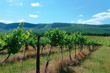 Eladásra kínálok Szendehelyen a Naszály hegy (mészkő) lábánál található, “Új föld” szőlős területen lévő, 11. 700 m2-es Zweigelt fajtával beültetett szőlőterület.

A szőlő ültetvény 11. 700 m2 (25. 93 Arany Korona értékű) mezőgazdasági területen található.
A mezőgazdasági terület szélessége 30 méter, hosszúsága 390 méter.

A szőlős folyamatosan művelve.

Megvásárlása esetén a mezőgazdasági területekre vonatkozó szabályok vonatkoznak.

Mivel a terület nagysága eléri az 1 hektárt, így az végzettség és gazdálkodói igazolvány szükséges a megvásárlásához!

A terület jellemzői:

Szendehely, a Felső-Magyarország Borrégióhoz tartozik, ezen belül pedig a Mátrai borvidékhez.
A többi régióhoz képest itt hűvösebb a klíma, kevesebb a csapadék és változatos a talajadottság, ami a borok frissességét, gyümölcsös illatát eredményezi.

Ajánlom olyan személynek vagy kisebb vállalkozásnak, aki szőlőműveléssel szeretne foglalkozni.

REMEK LEHETŐSÉG!

Ár: 4. 500. 000.-Ft     ALKU NINCS

További információért és a megtekintéssel kapcsolatban, várom megtisztelő hívását!

Amiben még segíteni tudok:

- ha a vásárláshoz még el kell adnia ingatlanát
- energetikai tanúsítvány készítése 72 órán belül
- ingyenes hitelügyintézés
- jogi háttér
- földhivatali ügyintézés
- értékbecslés, piaci ármeghatározás
- költöztetés, lomtalanítás
- ajánlatok küldése e-mailben országos adatbázisból.

Tel: +36705581160