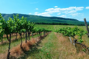 Eladásra kínálok Szendehelyen a Naszály hegy (mészkő) lábánál található, “Új föld” szőlős területen lévő, 11. 700 m2-es Zweigelt fajtával beültetett szőlőterület.

A szőlő ültetvény 11. 700 m2 (25. 93 Arany Korona értékű) mezőgazdasági területen található.
A mezőgazdasági terület szélessége 30 méter, hosszúsága 390 méter.

A szőlős folyamatosan művelve.

Megvásárlása esetén a mezőgazdasági területekre vonatkozó szabályok vonatkoznak.

Mivel a terület nagysága eléri az 1 hektárt, így az végzettség és gazdálkodói igazolvány szükséges a megvásárlásához!

A terület jellemzői:

Szendehely, a Felső-Magyarország Borrégióhoz tartozik, ezen belül pedig a Mátrai borvidékhez.
A többi régióhoz képest itt hűvösebb a klíma, kevesebb a csapadék és változatos a talajadottság, ami a borok frissességét, gyümölcsös illatát eredményezi.

Ajánlom olyan személynek vagy kisebb vállalkozásnak, aki szőlőműveléssel szeretne foglalkozni.

REMEK LEHETŐSÉG!

Ár: 4. 500. 000.-Ft     ALKU NINCS

További információért és a megtekintéssel kapcsolatban, várom megtisztelő hívását!

Amiben még segíteni tudok:

- ha a vásárláshoz még el kell adnia ingatlanát
- energetikai tanúsítvány készítése 72 órán belül
- ingyenes hitelügyintézés
- jogi háttér
- földhivatali ügyintézés
- értékbecslés, piaci ármeghatározás
- költöztetés, lomtalanítás
- ajánlatok küldése e-mailben országos adatbázisból.

Tel: +36705581160