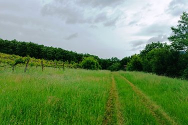 Eladásra kínálok Szendehelyen a Naszály hegy (mészkő) lábánál található, “Új föld” szőlős területen lévő, 11. 700 m2-es Zweigelt fajtával beültetett szőlőterület.

A szőlő ültetvény 11. 700 m2 (25. 93 Arany Korona értékű) mezőgazdasági területen található.
A mezőgazdasági terület szélessége 30 méter, hosszúsága 390 méter.

A szőlős folyamatosan művelve.

Megvásárlása esetén a mezőgazdasági területekre vonatkozó szabályok vonatkoznak.

Mivel a terület nagysága eléri az 1 hektárt, így az végzettség és gazdálkodói igazolvány szükséges a megvásárlásához!

A terület jellemzői:

Szendehely, a Felső-Magyarország Borrégióhoz tartozik, ezen belül pedig a Mátrai borvidékhez.
A többi régióhoz képest itt hűvösebb a klíma, kevesebb a csapadék és változatos a talajadottság, ami a borok frissességét, gyümölcsös illatát eredményezi.

Ajánlom olyan személynek vagy kisebb vállalkozásnak, aki szőlőműveléssel szeretne foglalkozni.

REMEK LEHETŐSÉG!

Ár: 4. 000. 000.-Ft

További információért és a megtekintéssel kapcsolatban, várom megtisztelő hívását!

Amiben még segíteni tudok:

- ha a vásárláshoz még el kell adnia ingatlanát
- energetikai tanúsítvány készítése 72 órán belül
- ingyenes hitelügyintézés
- jogi háttér
- földhivatali ügyintézés
- értékbecslés, piaci ármeghatározás
- költöztetés, lomtalanítás
- ajánlatok küldése e-mailben országos adatbázisból.

Tel: +36705581160