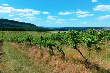 Eladásra kínálok Szendehelyen a Naszály hegy (mészkő) lábánál található, “Új föld” szőlős területen lévő, 11. 700 m2-es Zweigelt fajtával beültetett szőlőterület.

A szőlő ültetvény 11. 700 m2 (25. 93 Arany Korona értékű) mezőgazdasági területen található.
A mezőgazdasági terület szélessége 30 méter, hosszúsága 390 méter.

A szőlős folyamatosan művelve.

Megvásárlása esetén a mezőgazdasági területekre vonatkozó szabályok vonatkoznak.

Mivel a terület nagysága eléri az 1 hektárt, így az végzettség és gazdálkodói igazolvány szükséges a megvásárlásához!

A terület jellemzői:

Szendehely, a Felső-Magyarország Borrégióhoz tartozik, ezen belül pedig a Mátrai borvidékhez.
A többi régióhoz képest itt hűvösebb a klíma, kevesebb a csapadék és változatos a talajadottság, ami a borok frissességét, gyümölcsös illatát eredményezi.

Ajánlom olyan személynek vagy kisebb vállalkozásnak, aki szőlőműveléssel szeretne foglalkozni.

REMEK LEHETŐSÉG!

Ár: 4. 500. 000.-Ft     ALKU NINCS

További információért és a megtekintéssel kapcsolatban, várom megtisztelő hívását!

Amiben még segíteni tudok:

- ha a vásárláshoz még el kell adnia ingatlanát
- energetikai tanúsítvány készítése 72 órán belül
- ingyenes hitelügyintézés
- jogi háttér
- földhivatali ügyintézés
- értékbecslés, piaci ármeghatározás
- költöztetés, lomtalanítás
- ajánlatok küldése e-mailben országos adatbázisból.

Tel: +36705581160