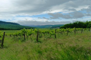 Eladásra kínálok Szendehelyen a Naszály hegy (mészkő) lábánál található, “Új föld” szőlős területen lévő, 11. 700 m2-es Zweigelt fajtával beültetett szőlőterület.

A szőlő ültetvény 11. 700 m2 (25. 93 Arany Korona értékű) mezőgazdasági területen található.
A mezőgazdasági terület szélessége 30 méter, hosszúsága 390 méter.

A szőlős folyamatosan művelve.

Megvásárlása esetén a mezőgazdasági területekre vonatkozó szabályok vonatkoznak.

Mivel a terület nagysága eléri az 1 hektárt, így az végzettség és gazdálkodói igazolvány szükséges a megvásárlásához!

A terület jellemzői:

Szendehely, a Felső-Magyarország Borrégióhoz tartozik, ezen belül pedig a Mátrai borvidékhez.
A többi régióhoz képest itt hűvösebb a klíma, kevesebb a csapadék és változatos a talajadottság, ami a borok frissességét, gyümölcsös illatát eredményezi.

Ajánlom olyan személynek vagy kisebb vállalkozásnak, aki szőlőműveléssel szeretne foglalkozni.

REMEK LEHETŐSÉG!

Ár: 4. 000. 000.-Ft

További információért és a megtekintéssel kapcsolatban, várom megtisztelő hívását!

Amiben még segíteni tudok:

- ha a vásárláshoz még el kell adnia ingatlanát
- energetikai tanúsítvány készítése 72 órán belül
- ingyenes hitelügyintézés
- jogi háttér
- földhivatali ügyintézés
- értékbecslés, piaci ármeghatározás
- költöztetés, lomtalanítás
- ajánlatok küldése e-mailben országos adatbázisból.

Tel: +36705581160