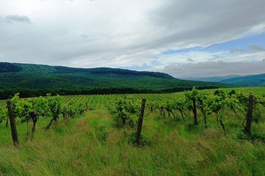 Eladásra kínálok Szendehelyen a Naszály hegy (mészkő) lábánál található, “Új föld” szőlős területen lévő, 11. 700 m2-es Zweigelt fajtával beültetett szőlőterület.

A szőlő ültetvény 11. 700 m2 (25. 93 Arany Korona értékű) mezőgazdasági területen található.
A mezőgazdasági terület szélessége 30 méter, hosszúsága 390 méter.

A szőlős folyamatosan művelve.

Megvásárlása esetén a mezőgazdasági területekre vonatkozó szabályok vonatkoznak.

Mivel a terület nagysága eléri az 1 hektárt, így az végzettség és gazdálkodói igazolvány szükséges a megvásárlásához!

A terület jellemzői:

Szendehely, a Felső-Magyarország Borrégióhoz tartozik, ezen belül pedig a Mátrai borvidékhez.
A többi régióhoz képest itt hűvösebb a klíma, kevesebb a csapadék és változatos a talajadottság, ami a borok frissességét, gyümölcsös illatát eredményezi.

Ajánlom olyan személynek vagy kisebb vállalkozásnak, aki szőlőműveléssel szeretne foglalkozni.

REMEK LEHETŐSÉG!

Ár: 4. 000. 000.-Ft

További információért és a megtekintéssel kapcsolatban, várom megtisztelő hívását!

Amiben még segíteni tudok:

- ha a vásárláshoz még el kell adnia ingatlanát
- energetikai tanúsítvány készítése 72 órán belül
- ingyenes hitelügyintézés
- jogi háttér
- földhivatali ügyintézés
- értékbecslés, piaci ármeghatározás
- költöztetés, lomtalanítás
- ajánlatok küldése e-mailben országos adatbázisból.

Tel: +36705581160