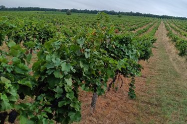 Eladásra kínálok Szendehelyen a Naszály hegy (mészkő) lábánál található, “Új föld” szőlős területen lévő, 11. 700 m2-es Zweigelt fajtával beültetett szőlőterület.

A szőlő ültetvény 11. 700 m2 (25. 93 Arany Korona értékű) mezőgazdasági területen található.
A mezőgazdasági terület szélessége 30 méter, hosszúsága 390 méter.

A szőlős folyamatosan művelve.

Megvásárlása esetén a mezőgazdasági területekre vonatkozó szabályok vonatkoznak.

Mivel a terület nagysága eléri az 1 hektárt, így az végzettség és gazdálkodói igazolvány szükséges a megvásárlásához!

A terület jellemzői:

Szendehely, a Felső-Magyarország Borrégióhoz tartozik, ezen belül pedig a Mátrai borvidékhez.
A többi régióhoz képest itt hűvösebb a klíma, kevesebb a csapadék és változatos a talajadottság, ami a borok frissességét, gyümölcsös illatát eredményezi.

Ajánlom olyan személynek vagy kisebb vállalkozásnak, aki szőlőműveléssel szeretne foglalkozni.

REMEK LEHETŐSÉG!

Ár: 4. 000. 000.-Ft

További információért és a megtekintéssel kapcsolatban, várom megtisztelő hívását!

Amiben még segíteni tudok:

- ha a vásárláshoz még el kell adnia ingatlanát
- energetikai tanúsítvány készítése 72 órán belül
- ingyenes hitelügyintézés
- jogi háttér
- földhivatali ügyintézés
- értékbecslés, piaci ármeghatározás
- költöztetés, lomtalanítás
- ajánlatok küldése e-mailben országos adatbázisból.

Tel: +36705581160
