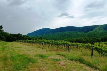 Eladásra kínálok Szendehelyen a Naszály hegy (mészkő) lábánál található, “Új föld” szőlős területen lévő, 11. 700 m2-es Zweigelt fajtával beültetett szőlőterület.

A szőlő ültetvény 11. 700 m2 (25. 93 Arany Korona értékű) mezőgazdasági területen található.
A mezőgazdasági terület szélessége 30 méter, hosszúsága 390 méter.

A szőlős folyamatosan művelve.

Megvásárlása esetén a mezőgazdasági területekre vonatkozó szabályok vonatkoznak.

Mivel a terület nagysága eléri az 1 hektárt, így az végzettség és gazdálkodói igazolvány szükséges a megvásárlásához!

A terület jellemzői:

Szendehely, a Felső-Magyarország Borrégióhoz tartozik, ezen belül pedig a Mátrai borvidékhez.
A többi régióhoz képest itt hűvösebb a klíma, kevesebb a csapadék és változatos a talajadottság, ami a borok frissességét, gyümölcsös illatát eredményezi.

Ajánlom olyan személynek vagy kisebb vállalkozásnak, aki szőlőműveléssel szeretne foglalkozni.

REMEK LEHETŐSÉG!

Ár: 4. 000. 000.-Ft

További információért és a megtekintéssel kapcsolatban, várom megtisztelő hívását!

Amiben még segíteni tudok:

- ha a vásárláshoz még el kell adnia ingatlanát
- energetikai tanúsítvány készítése 72 órán belül
- ingyenes hitelügyintézés
- jogi háttér
- földhivatali ügyintézés
- értékbecslés, piaci ármeghatározás
- költöztetés, lomtalanítás
- ajánlatok küldése e-mailben országos adatbázisból.

Tel: +36705581160
