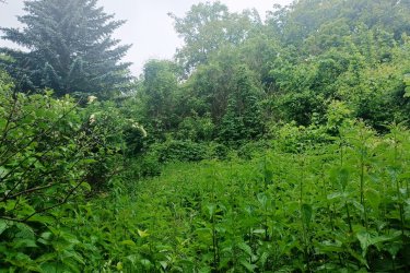 Eladó 10.403 m2-es zártkerti gyümölcsös és szántó Vác Gombás dűlőben.

Vác - Gombás dűlő részén a Szarvasbogár utcában, eladásra kínálok 10. 403 m2-es zártkerti telket, tulajdoni lap szerint Zártkert, gyümölcsös rendezetlen funkciójú épület és szántó megnevezésű ingatlan. 
A terület a város felől a Gombási útról közelíthető meg, Gombásnál lekanyarodva murvás úton autóval megközelíthető. (még esős időben is).
Az egy helyrajzi számú telken 5676 m2-es gyümölcsös és 4727 m2-es szántó található.

A telek alsó része kb. 50 méter hosszúságban lapos terület, majd onnan fokozatosan emelkedik és a felső részen szintén lapos (ahonnan csodálatos panorámás kilátás nyílik a Dunakanyarra és Vác városára. 
A telek beépíthetősége 3 %, a telken gyűrűs kút van és a szélén található villanyoszlopról az áram bevezethető.
A telek szélessége 50 méter és a hosszúsága 208 méter.

A földúton megközelíthető telket az elmúlt években nem kezelték, így a terület megritkítása a leendő tulajdonosra vár.

A Szarvasbogár utcában állandó családok is laknak, nagyon jó összetartó közösséggel.
5 perc gyalogos távolságra a buszmegállótól, autóval közlekedve pedig szintén 5 perc alatt megközelíthető Vác központja. 

A telek méretéből adódóan kiváló lehetőség rejlik, akár bio gazdaság, mezőgazdasági vállalkozás, nyaraló vagy tanya kialakításra.

Irányár: 18. 500. 000.-Ft

további információért és a megtekintéssel kapcsolatban, várom megtisztelő hívását!

Amiben még segíteni tudok:

– ha a vásárláshoz még el kell adnia ingatlanát
– energetikai tanúsítvány készítése 72 órán belül
– ingyenes hitelügyintézés
– jogi háttér
– földhivatali ügyintézés
– értékbecslés, piaci ármeghatározás
– költöztetés, lomtalanítás
– ajánlatok küldése e-mailben országos adatbázisból.

Tel: +36705581160
 


