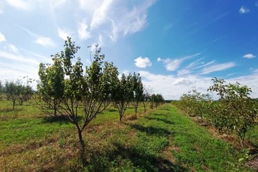 Eladó 15 HA mezőgazdasági terület Sződ határában!

Budapesttől mindössze 25 km-re, az M2 autópálya gödi lehajtójánál, a SAMSUNG gyárral szemben, kínálok eladásra egy 15 hektáros (150. 000 m²), egy helyrajzi számon szereplő Má-1 besorolású mezőgazdasági területet.

Jellemzők és hasznosítási lehetőségek:

•	Beépíthetőség: 3%
•	5 HA bekerített terület: termő dió- és szilvafákkal, 100 m²- s fa gazdasági épülettel, fúrt kúttal
•	4,5 HA bekerített gyümölcsös: cseresznye és kajszi ültetvény
•	3,5 HA szántó: jelenleg pihentetve
•	2 HA akácfa erdő: folyamatosan kitermelhető

Rugalmasság a vásárlásban:

•	A teljes 15 hektár egyben eladó
•	Igény esetén 7–8 hektárra is leválasztható földmérő által kimérhető terület

Fejlesztési lehetőség:

A szomszédos ingatlanok már GIP-3 gazdasági-ipari övezetbe lettek átsorolva.
Átminősítés után a terület gazdasági tevékenységre, ipari létesítmények, szolgáltatások kialakítására is alkalmas lehet.

Elhelyezkedés:

•	Közvetlenül az M2 autópályától 5 percre
•	Budapest autóval 25 perc
•	Tömegközlekedéssel is könnyen megközelíthető

Ár: 250. 000. 000.- Ft

Kérem egyeztessünk és a megtekintés után beszéljünk az árról!

Érdeklődni: +36-70-558-1160