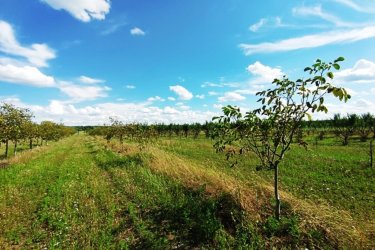 Életforma, lehetőség és befektetés egyben – 8, 2 hektár Sződön, a természet ölelésében!

Képzelje el, hogy minden reggel madárcsicsergésre ébred, saját földjén sétál, gyümölcsfáit gondozza, miközben egy olyan helyet épít, ami egyszerre ad megélhetést.

Eladó 8, 2 hektár mezőgazdasági terület Sződön – ahol a munka életformává válik.

Szeretnél egy helyet, ahol a mindennapi munka egyben feltöltődés, a természet közelsége inspiráció, és az állatokkal való foglalkozás örömforrás?

Akkor ez a kivételes adottságokkal rendelkező birtok Sződ külterületén pontosan neked szól.

Budapesttől mindössze 25 km-re, az M2 autópálya közelében kínálok eladásra egy 8, 2 hektáros (82. 000 m²), egy helyrajzi számon nyilvántartott, Má-1 besorolású mezőgazdasági területet, amely egyszerre lehet megélhetés, befektetés, hobbi és életstílus.

A birtok, ami több mint földterület:

Ez a sokszínű terület ideális választás mindazok számára, akik szeretnének elszakadni a város zajától, és egy természet közeli, értékteremtő életformát kialakítani.

- 3 hektár legelő, rajta félig telepített gyümölcsös – gondozott cseresznye- és kajszi ültetvényekkel, amelyek már most is termőre fordulnak.

- 3,6 hektár pihentetett legelő, kiváló lehetőség állattartásra, lovardára vagy ökogazdálkodásra.

- 1,6 hektár akácos erdő, folyamatosan kitermelhető faállománnyal – akár önfenntartó gazdálkodáshoz is.

Életforma, nem csak befektetés:

Ez a terület tökéletes választás lehet:

Gazdálkodóknak, állattartóknak, természetkedvelőknek, hétvégi birtokot keresőknek vagy azoknak, akik a munkát örömmel, szívből szeretnék végezni.

Itt a munka nem teher, hanem alkotás, szabadság és kapcsolat a természettel.

Fejlesztési lehetőségek:

- Beépíthetőség: 3%,
- A közvetlen szomszédos területek már GIP-3 gazdasági-ipari övezetbe kerültek átsorolásra,
- Átminősítés után a terület gazdasági, ipari vagy szolgáltató célokra is hasznosítható, így hosszú távon kiváló befektetés.

Megközelíthetőség:

Könnyen elérhető Budapest felől, megközelítés az M2 autóútról és a régi 2-es főúton, autóval és tömegközlekedéssel is jól megközelíthető.

Ha egy olyan helyet keresel, ahol a természet szeretete, a munka öröme és a jövő lehetőségei találkoznak, ezt a birtokot érdemes megnézned.

AKCIÓS ÁR: 89. 000. 000 Ft

Megtekintést követően az ár alkuképes lehet.

Tel: +36705581160
